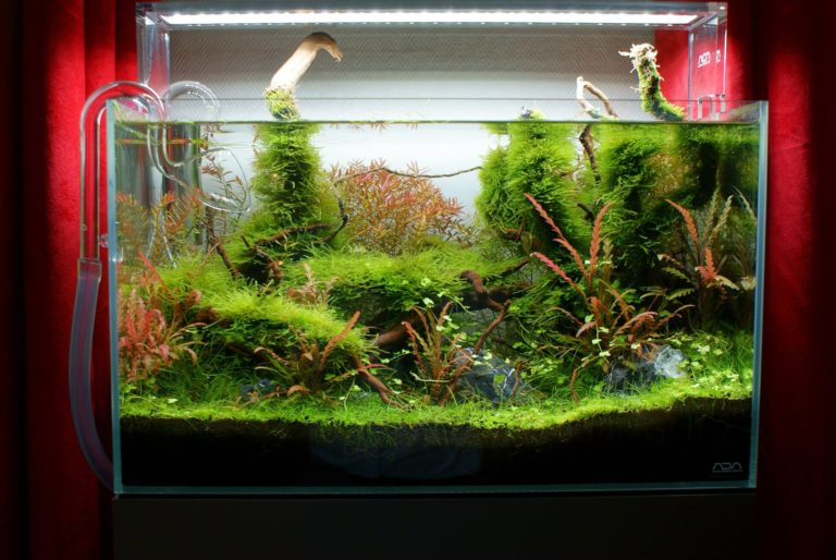 Jungle moss