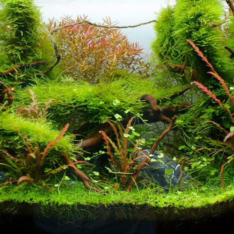Jungle moss
