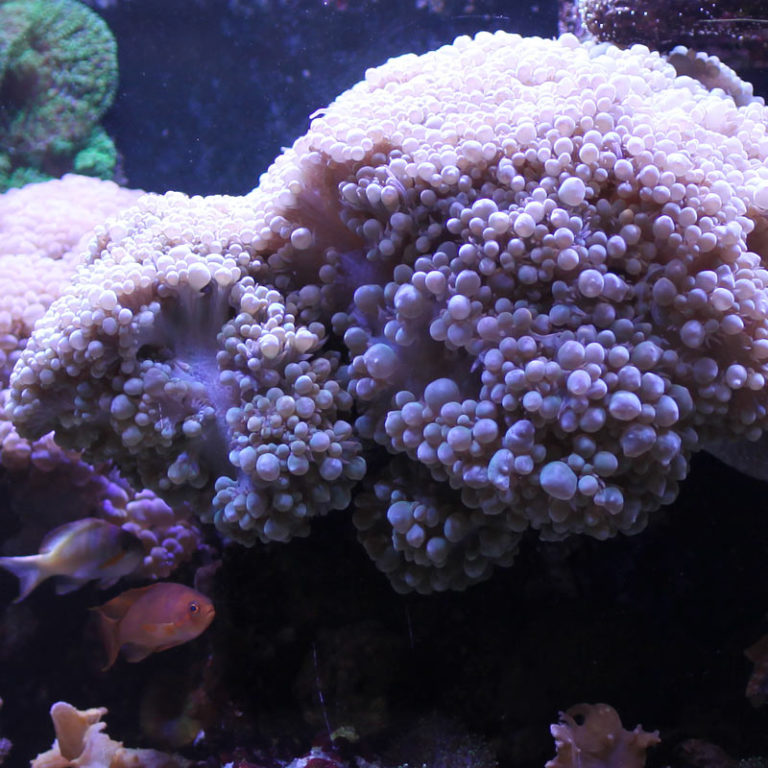 Reefer 450 – Aquarium marin