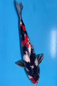 showa koi