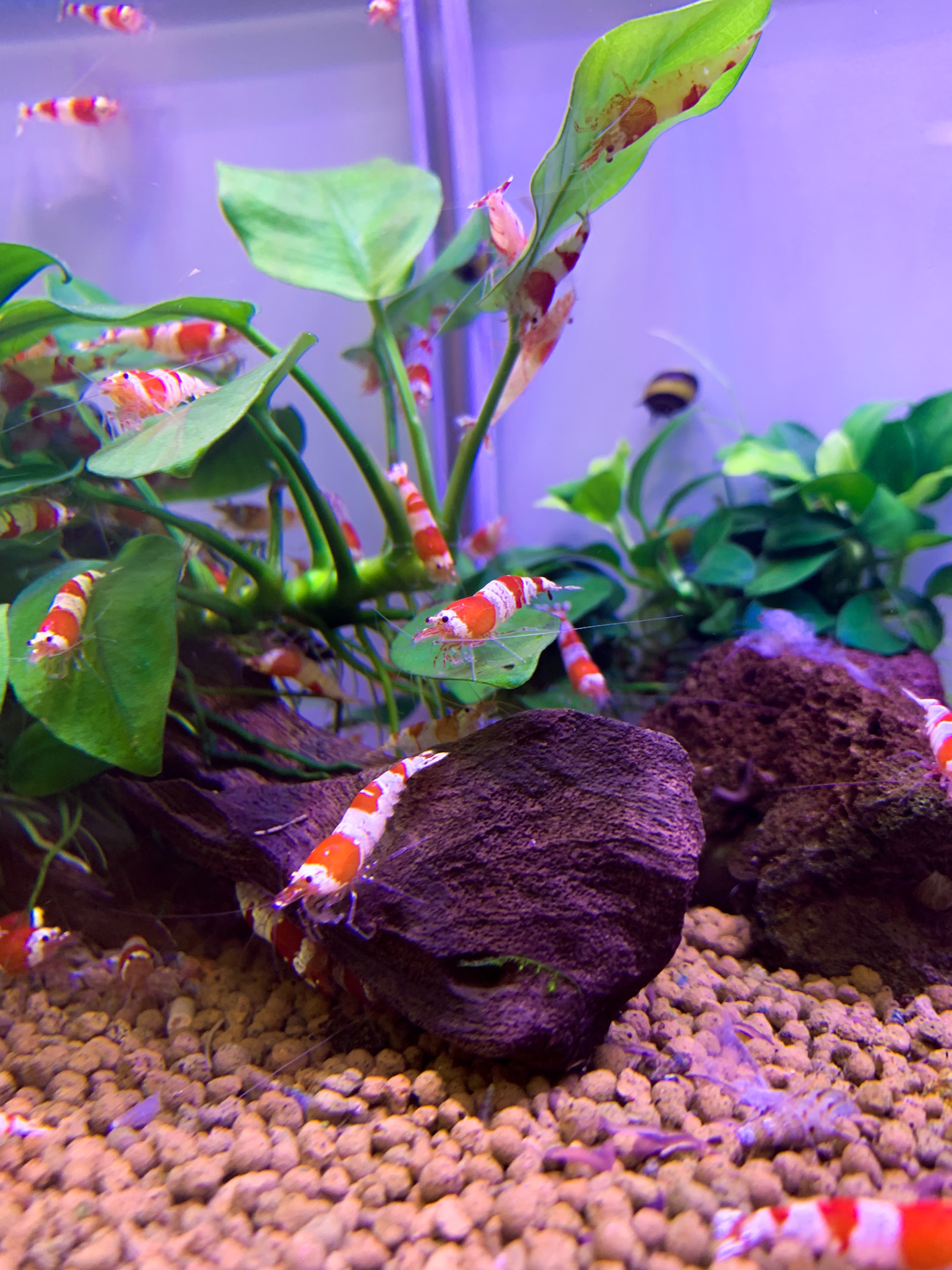 Arrivage de crevettes eau douce H2O aquarium et bassin