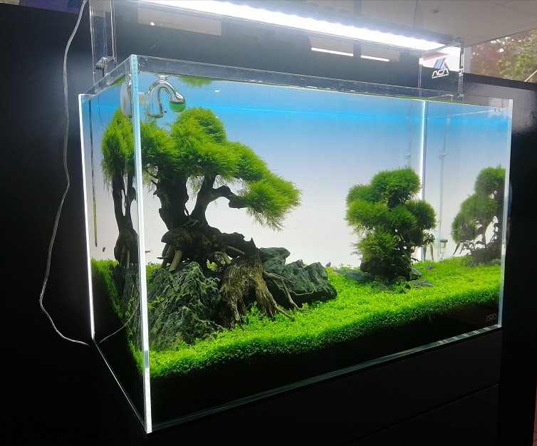 Aquarium, Eau douce