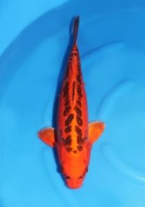 carpe koi