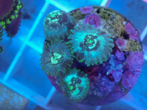 Zoanthus desert storm