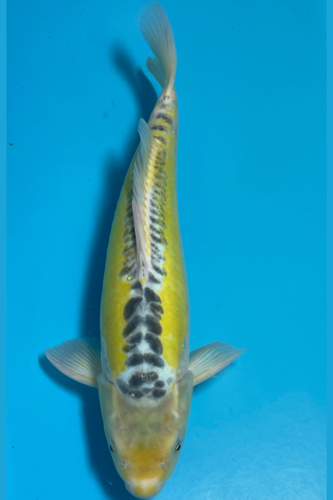 14 Ki Shusui VENDU - H2O Aquarium et bassin