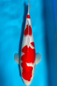 kohaku